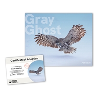 Adopt a Great Gray Owl - GGOL25