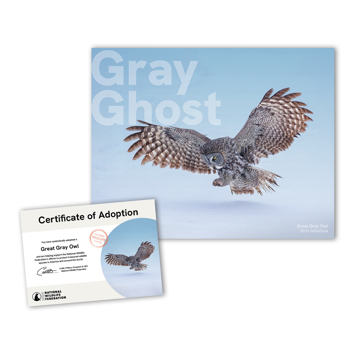 Adopt a Great Gray Owl