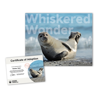 Adopt a Harbor Seal