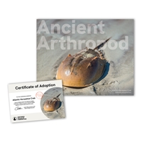 Adopt an Atlantic Horseshoe Crab - HCRB25