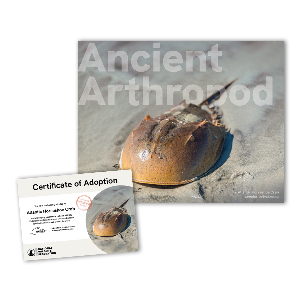 Adopt an Atlantic Horseshoe Crab