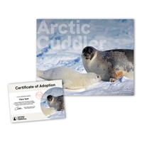 Adopt a Harp Seal - HSEL25