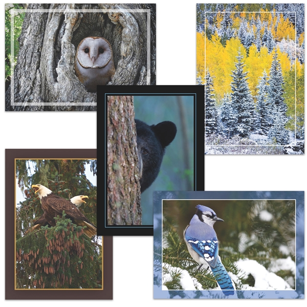 Cards The National Wildlife Federation