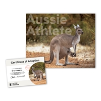 Adopt a Gray Kangaroo - KANG25