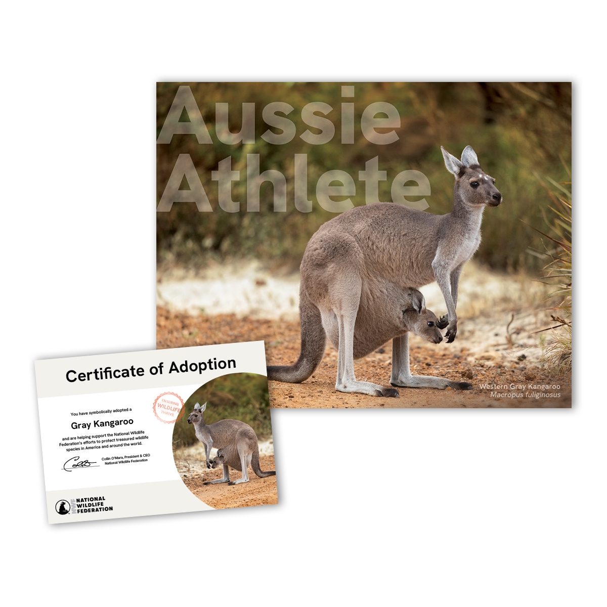 Adopt a Gray Kangaroo