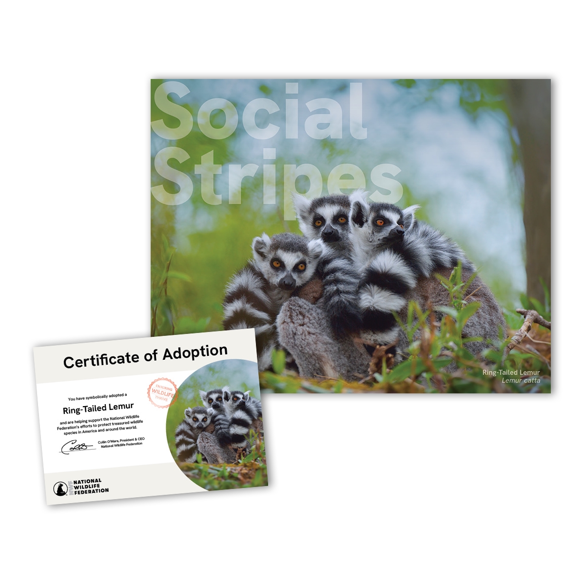 Adopt a Ring-Tailed Lemur