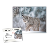 Adopt a Canada Lynx - LYNX25