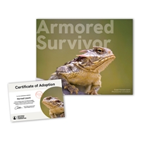 Adopt a Horned Lizard - LZRD25