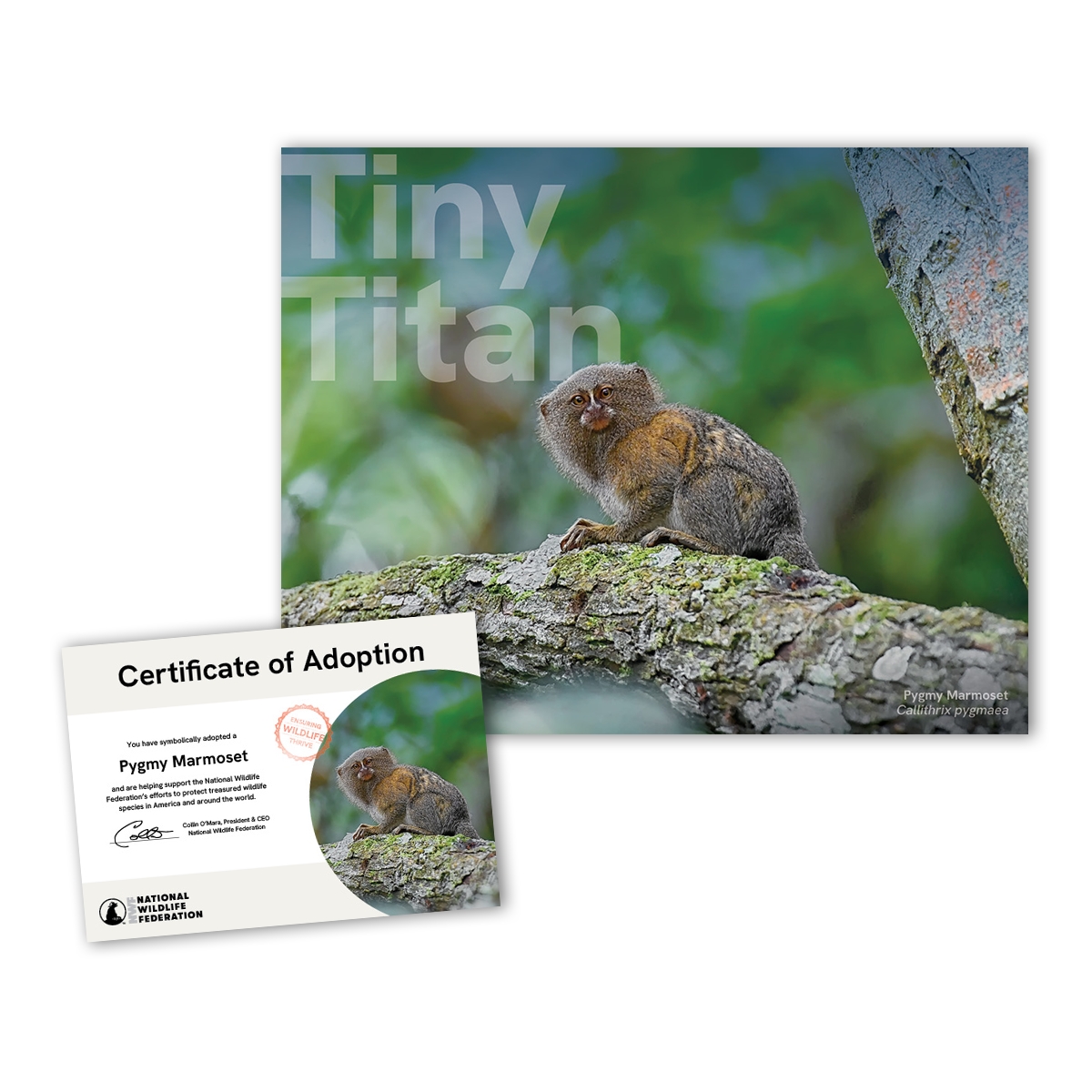 Adopt a Pygmy Marmoset