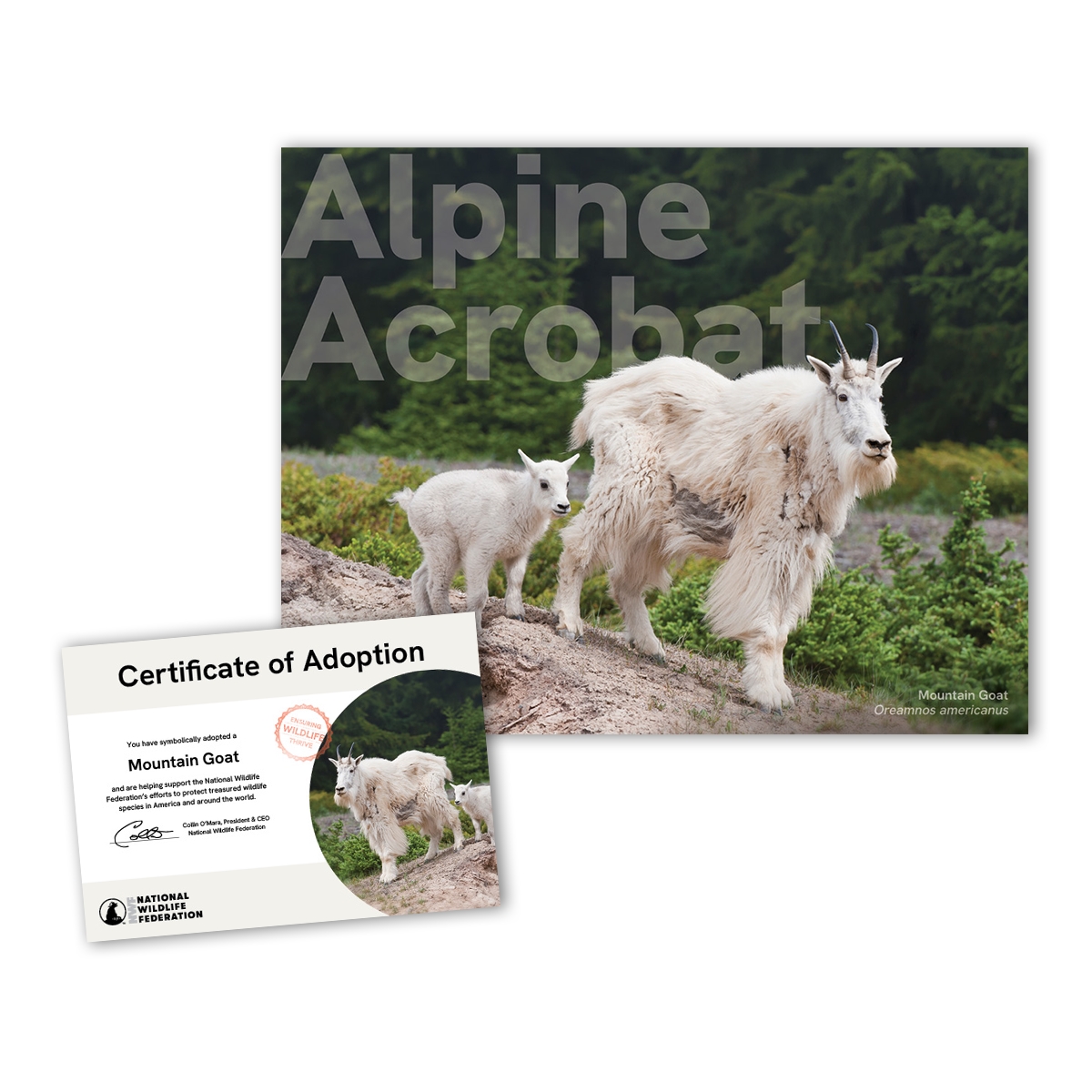 Adopt a Mountain Goat