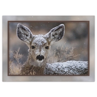 Stare Down Holiday Cards - NWF10028-BUNDLE