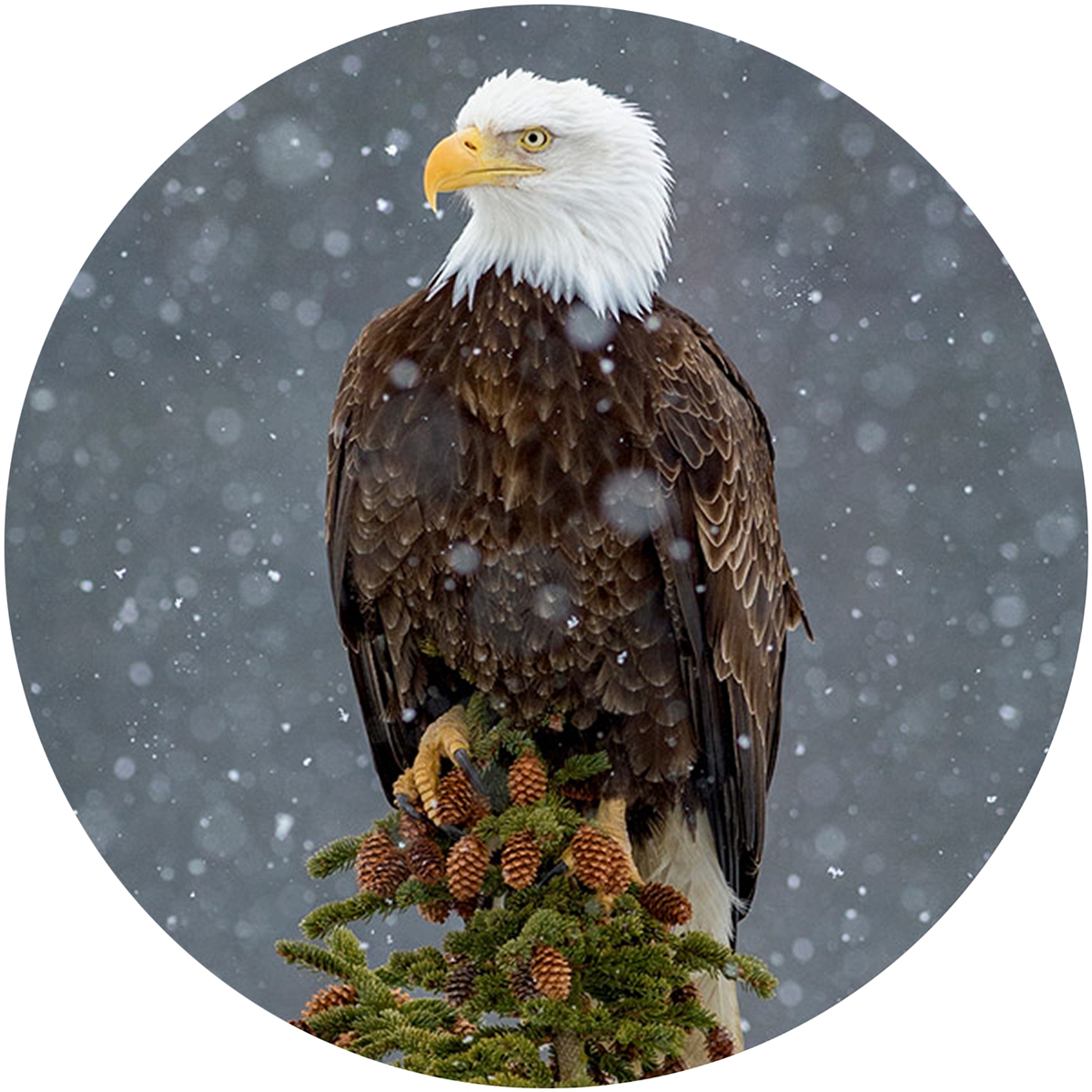 Peaceful Eagle Envelope Seal