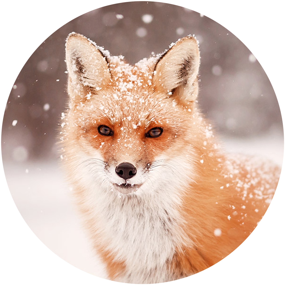 Red Fox in Snow Envelope Seal