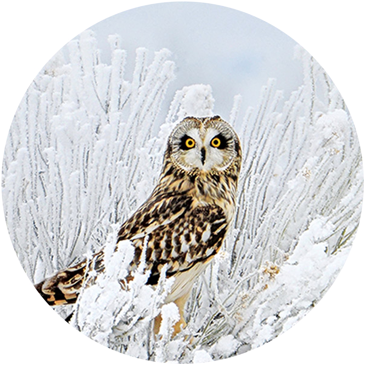 Short-Eared Owl Envelope Seal