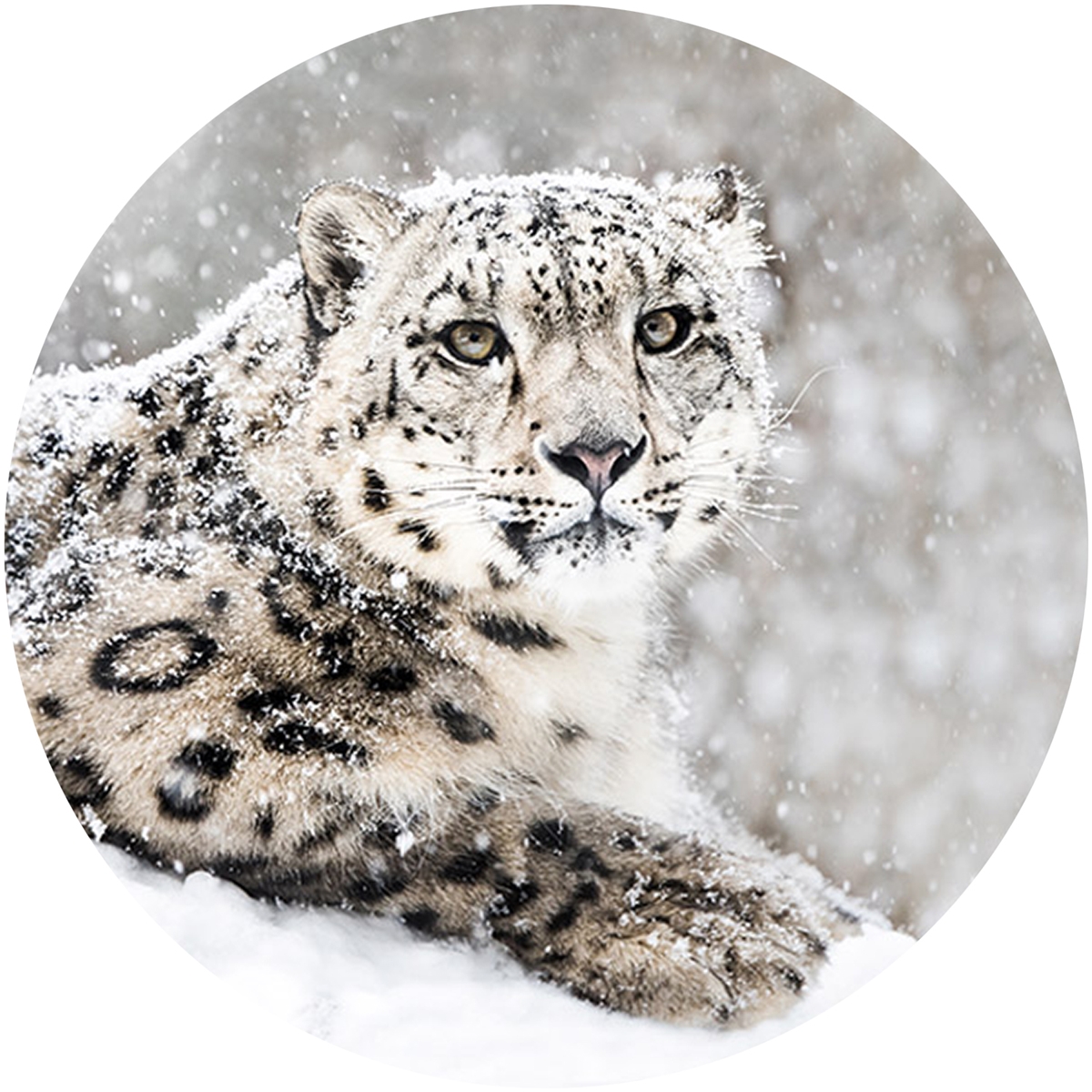 Snow Leopard Envelope Seal