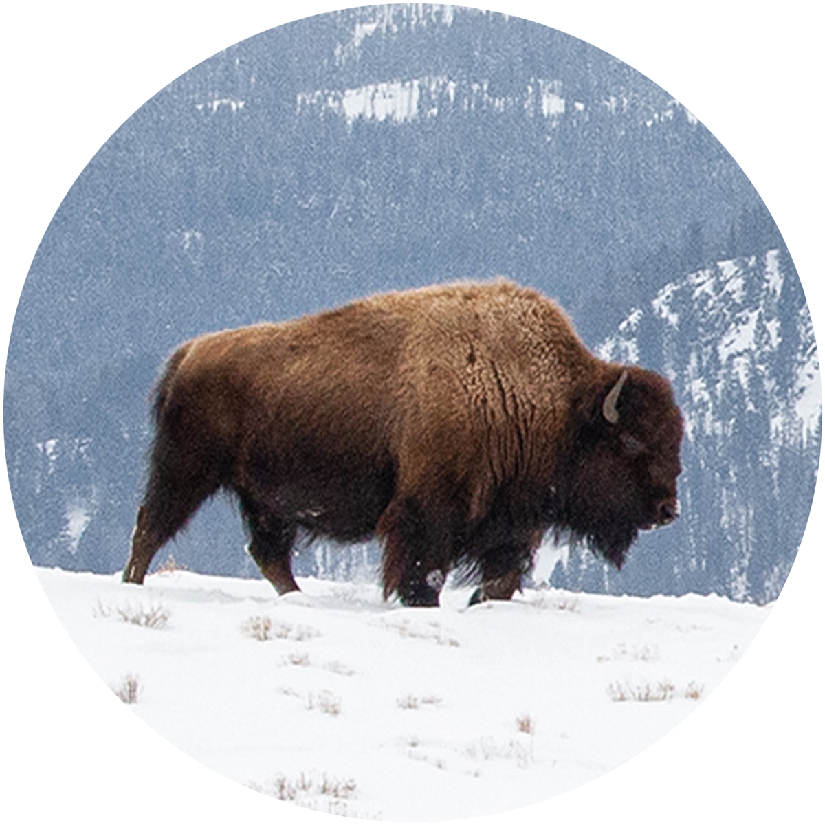 Bison in the Snow Envelope Seal