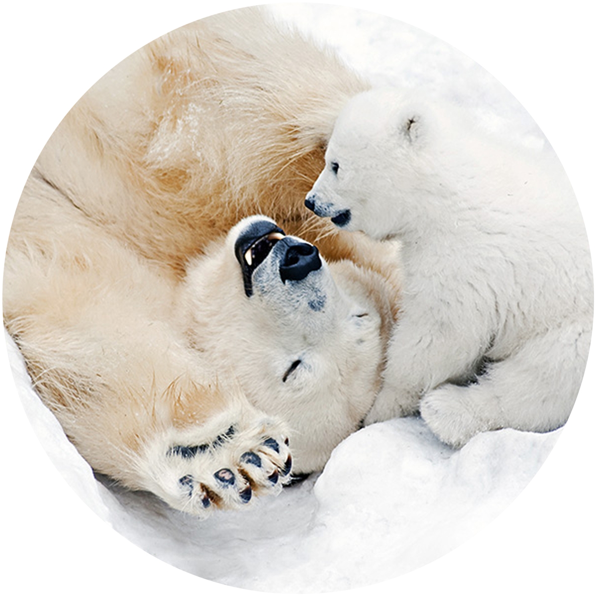 Polar Bear Play Envelope Seal