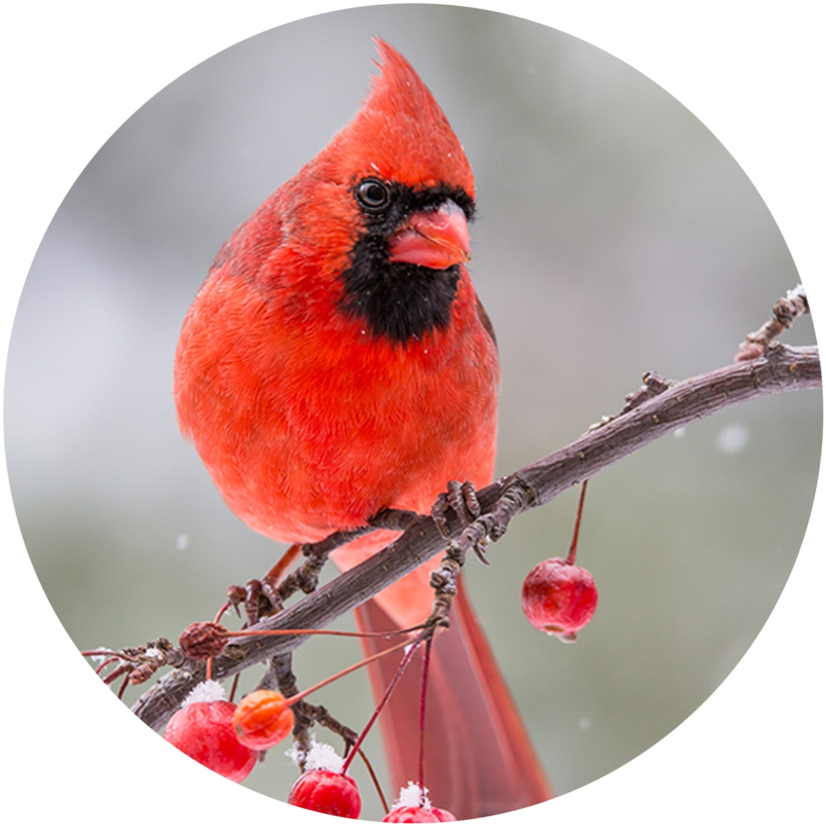 Berry Branch Cardinal Envelope Seal