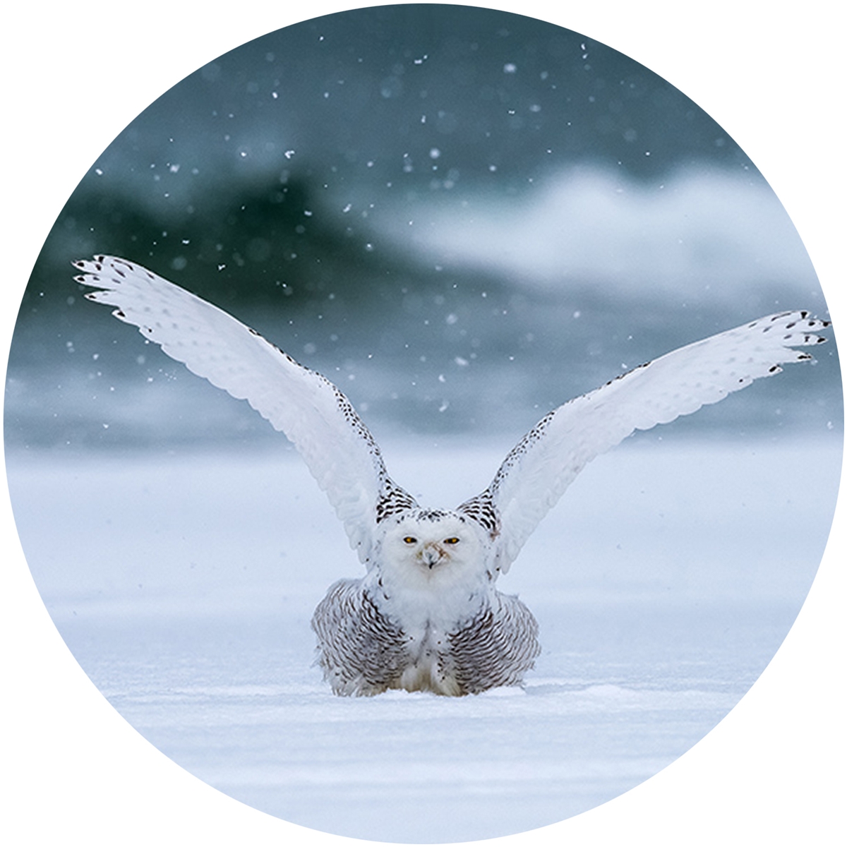 Snowy Owl Envelope Seal