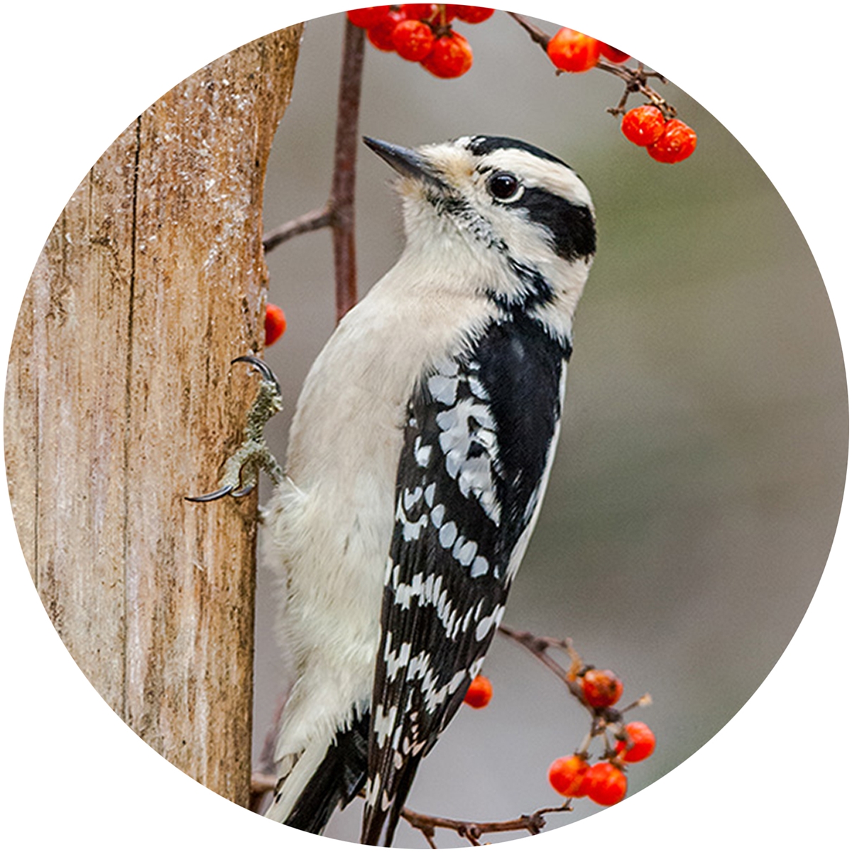 Downy Woodpecker Envelope Seal