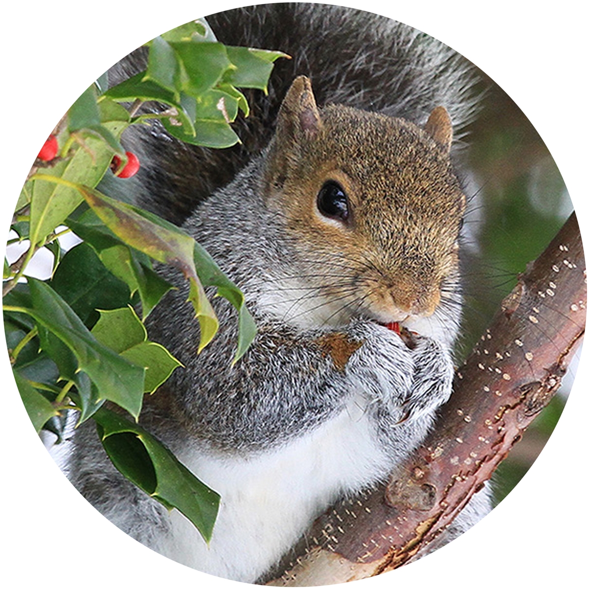 Squirrel in Holly Envelope Seal