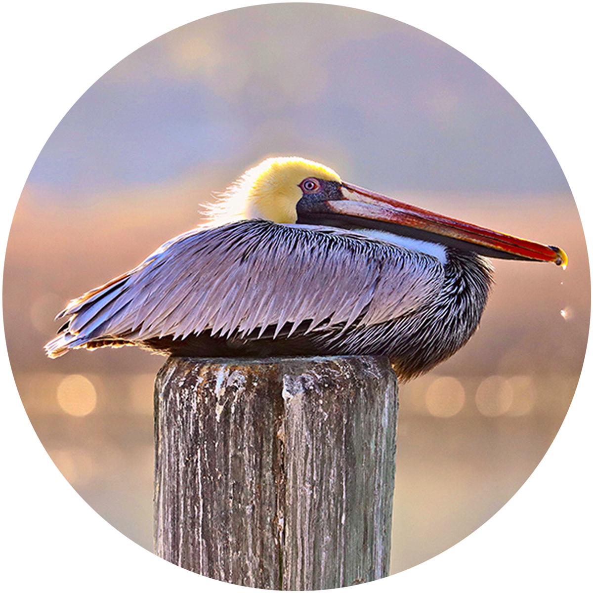 Resting Pelican Envelope Seal