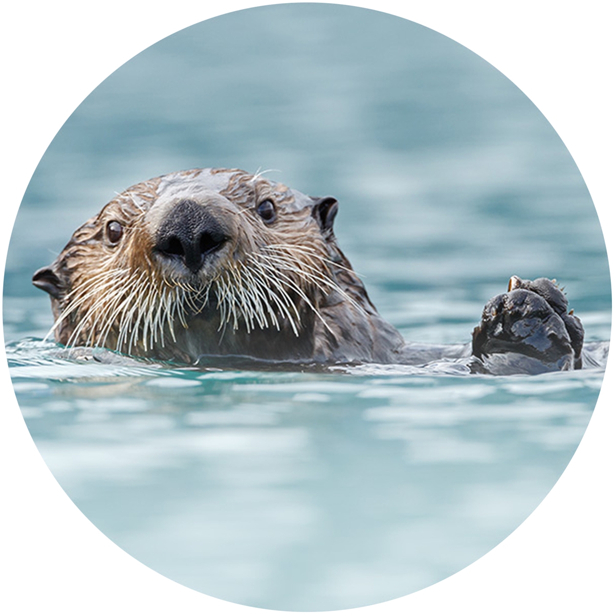 Sea Otter Envelope Seal