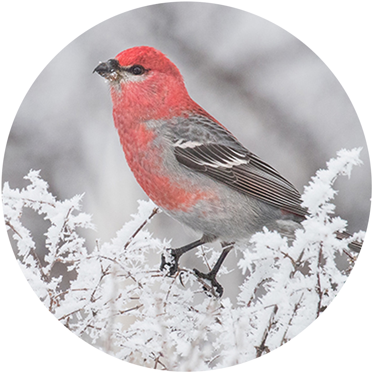 Pine Grosbeak Envelope Seal