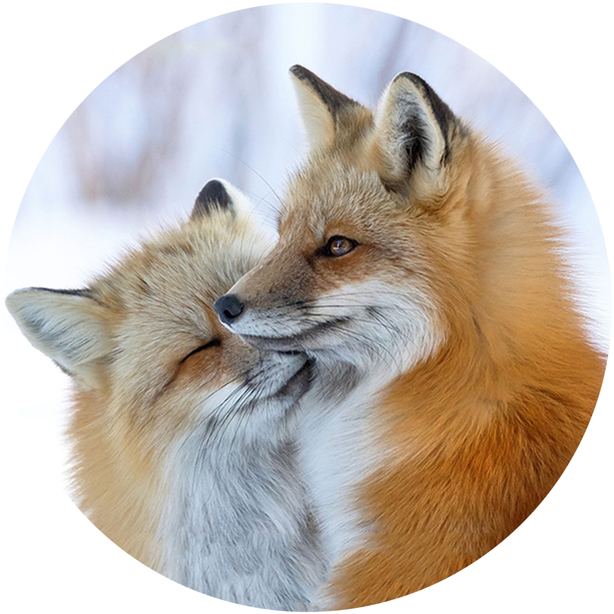 Cuddling Foxes Envelope Seal
