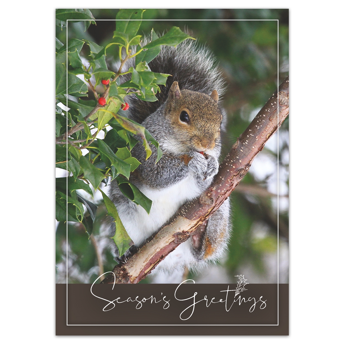 Squirrel in Holly Holiday Cards