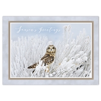 Short-Eared Owl Holiday Cards