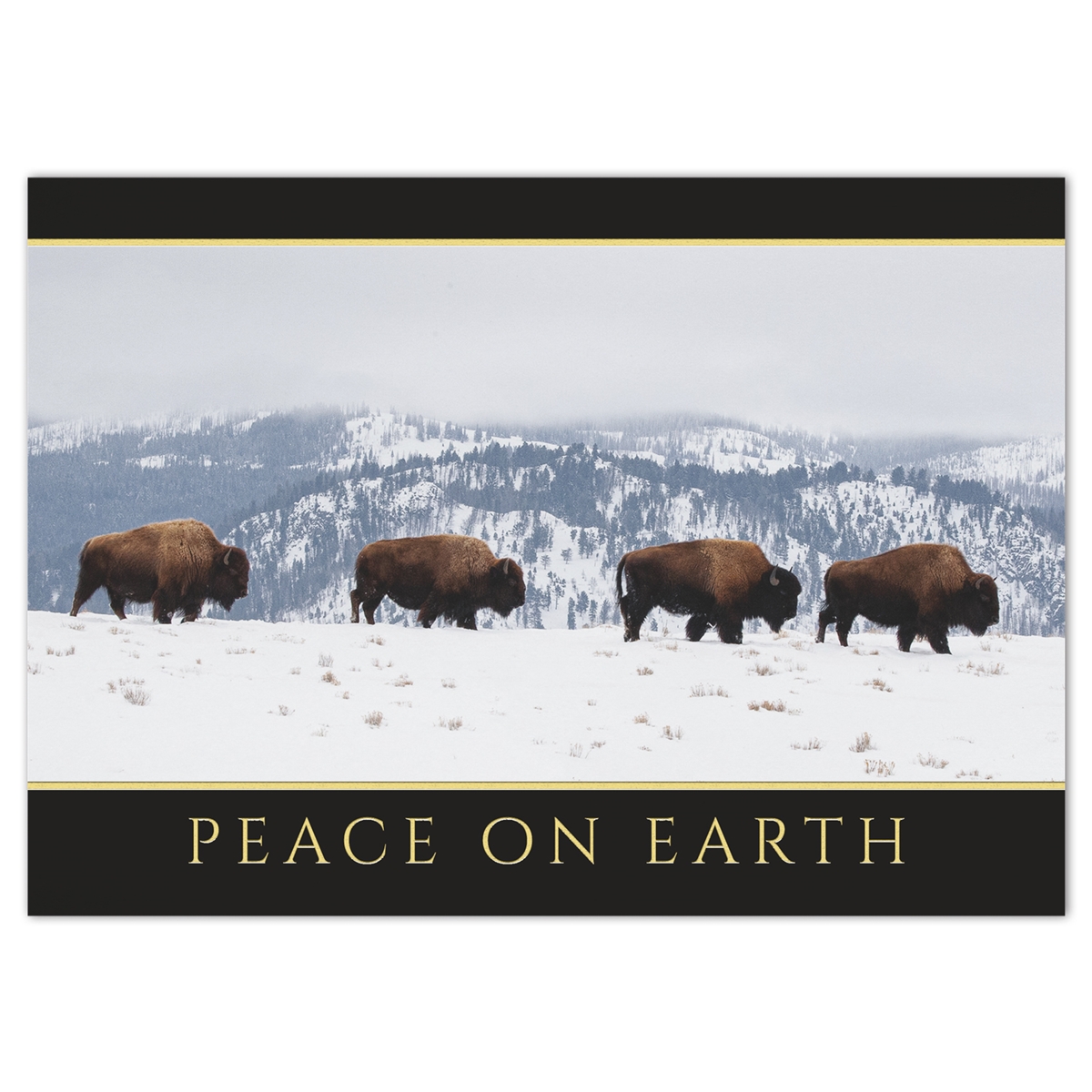 Bison in the Snow Holiday Cards