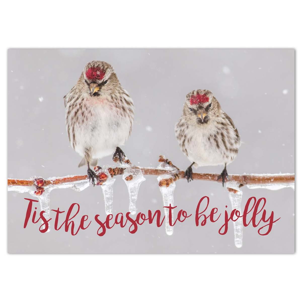 Common Redpolls Holiday Cards