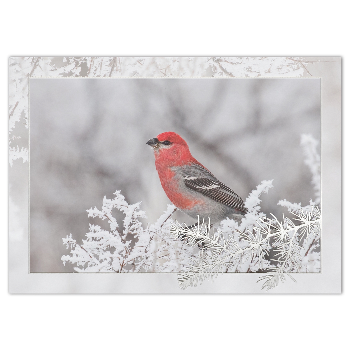 Pine Grosbeak Holiday Cards
