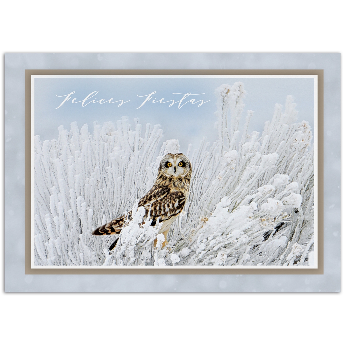 Short-Eared Owl - Spanish Holiday Cards