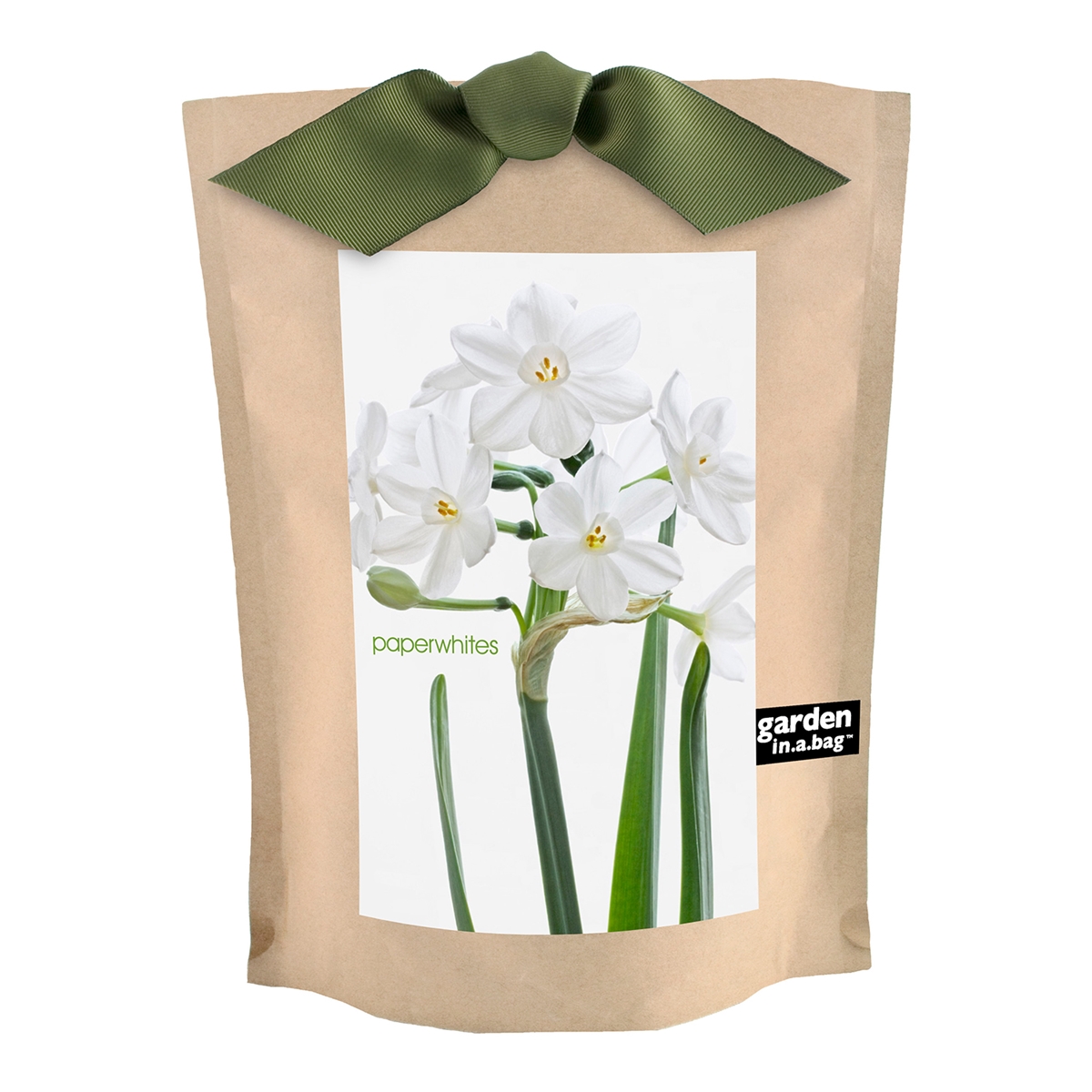 Paperwhite Grow Kit