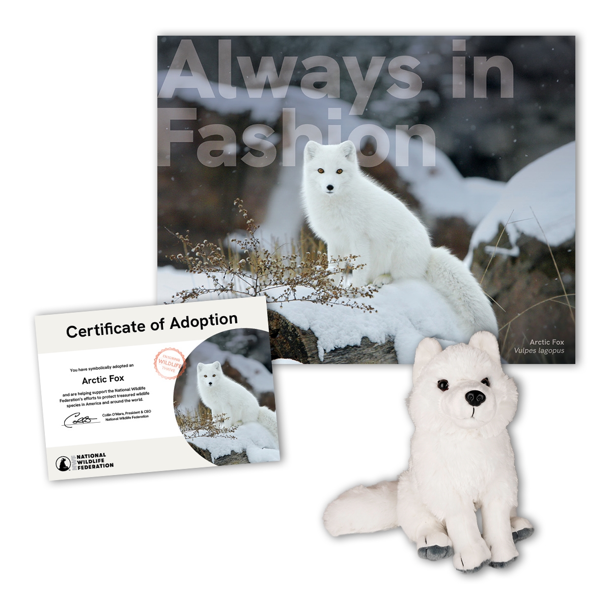 Adopt an Arctic Fox