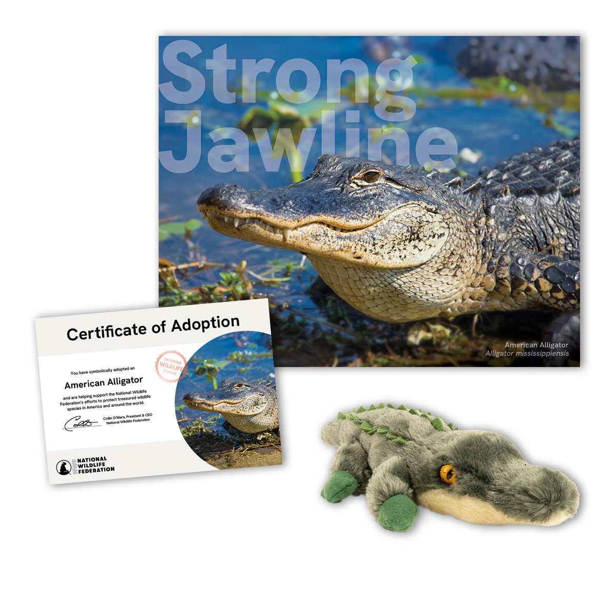 Adopt an American Alligator