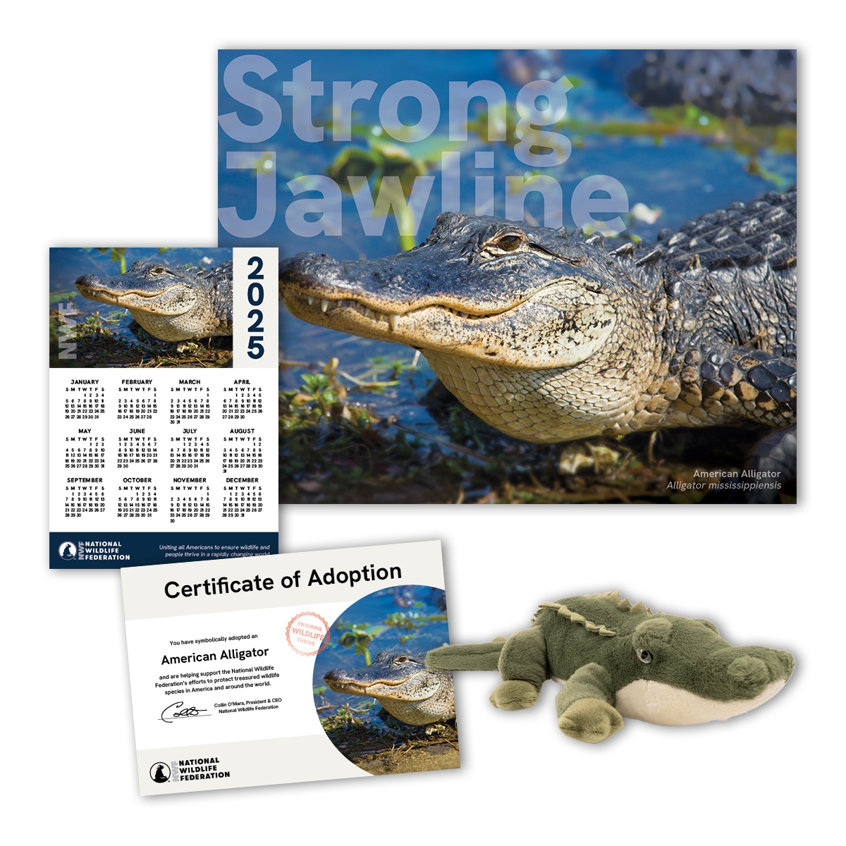 Adopt an American Alligator