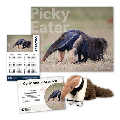 Adopt a Giant Anteater