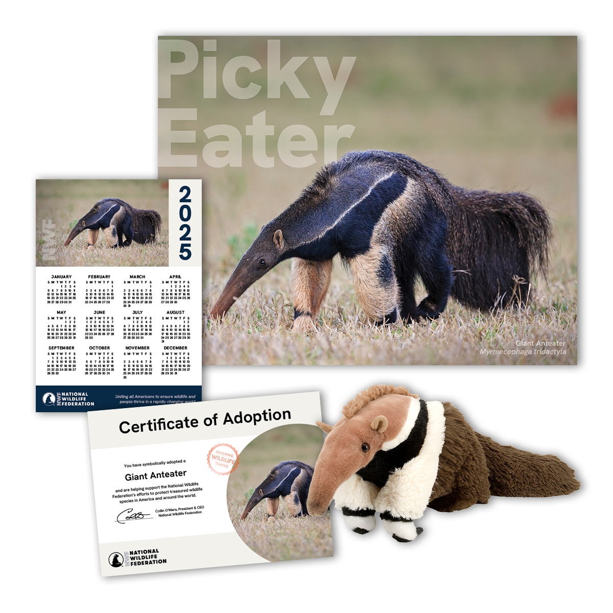 Adopt a Giant Anteater