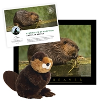 Adopt an American Beaver - BEVR40