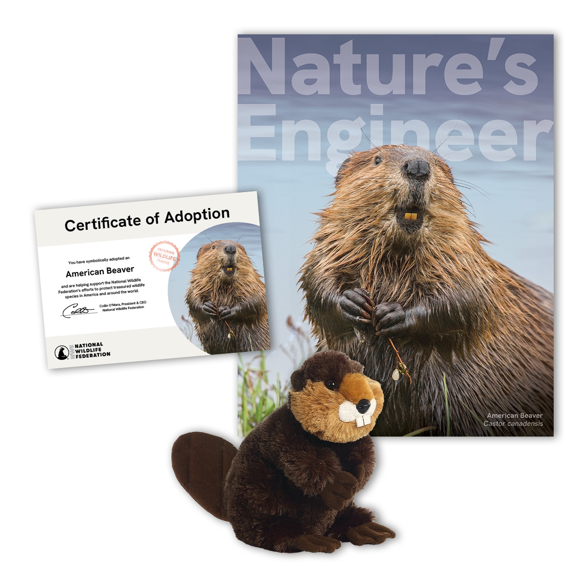 Adopt an American Beaver