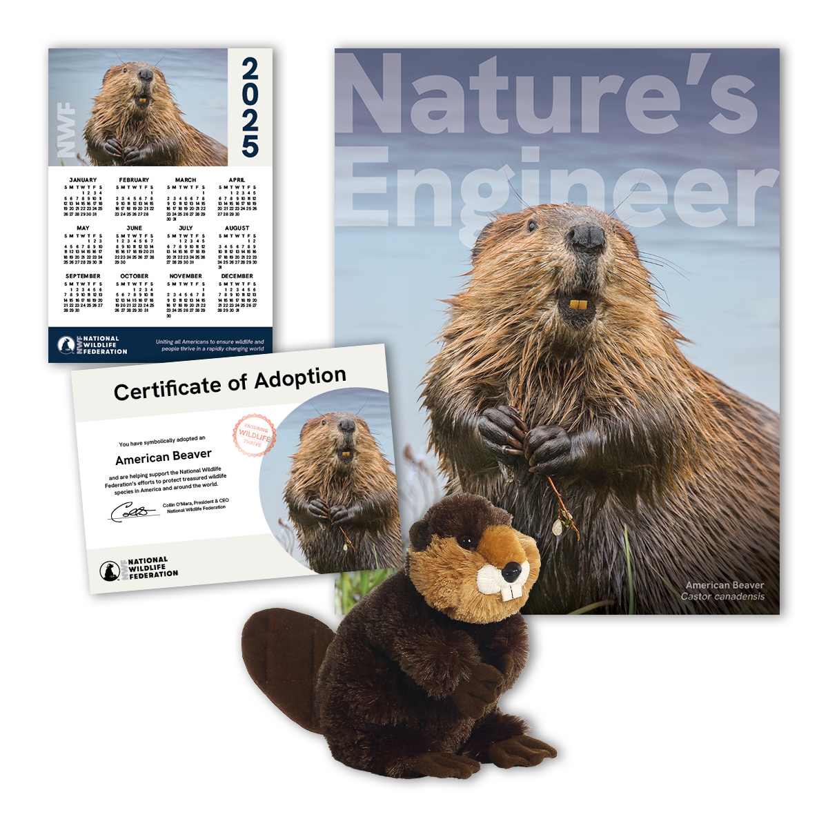 Adopt an American Beaver