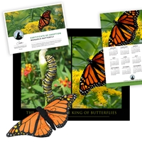 Adopt a Monarch Butterfly - BFLY60