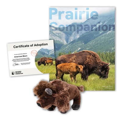 Adopt an American Bison