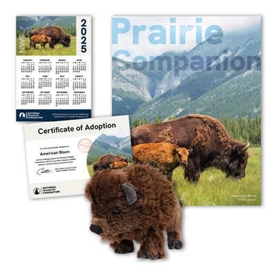 Adopt an American Bison