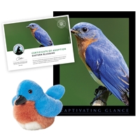 Adopt an Eastern Bluebird - BLBD40