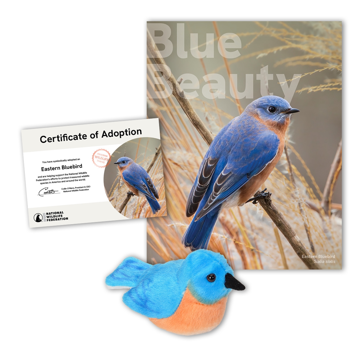 Adopt an Eastern Bluebird