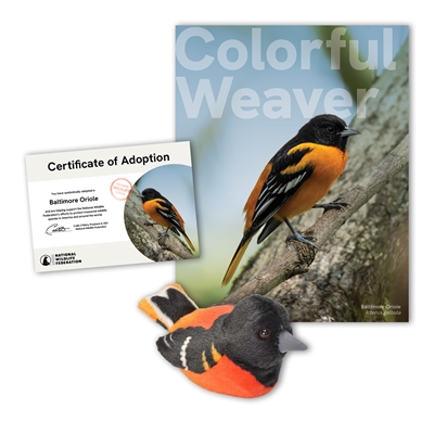 Adopt a Baltimore Oriole